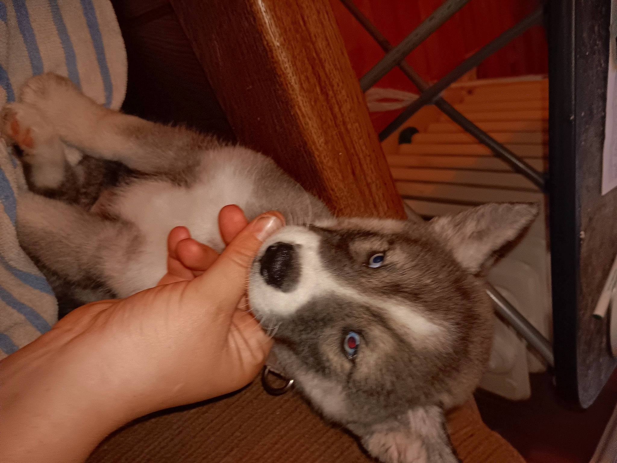 Jazzy joined the competition — help win amazing prizes! canidae, carnivore, chair, comfort, companion_dog, dog, dog_breed, domestic_short_haired_cat, ear, fawn, fur, non_sporting_group, paw, siberian_husky, sled_dog, snout, sporting_group, whiskers, wood, working_animal