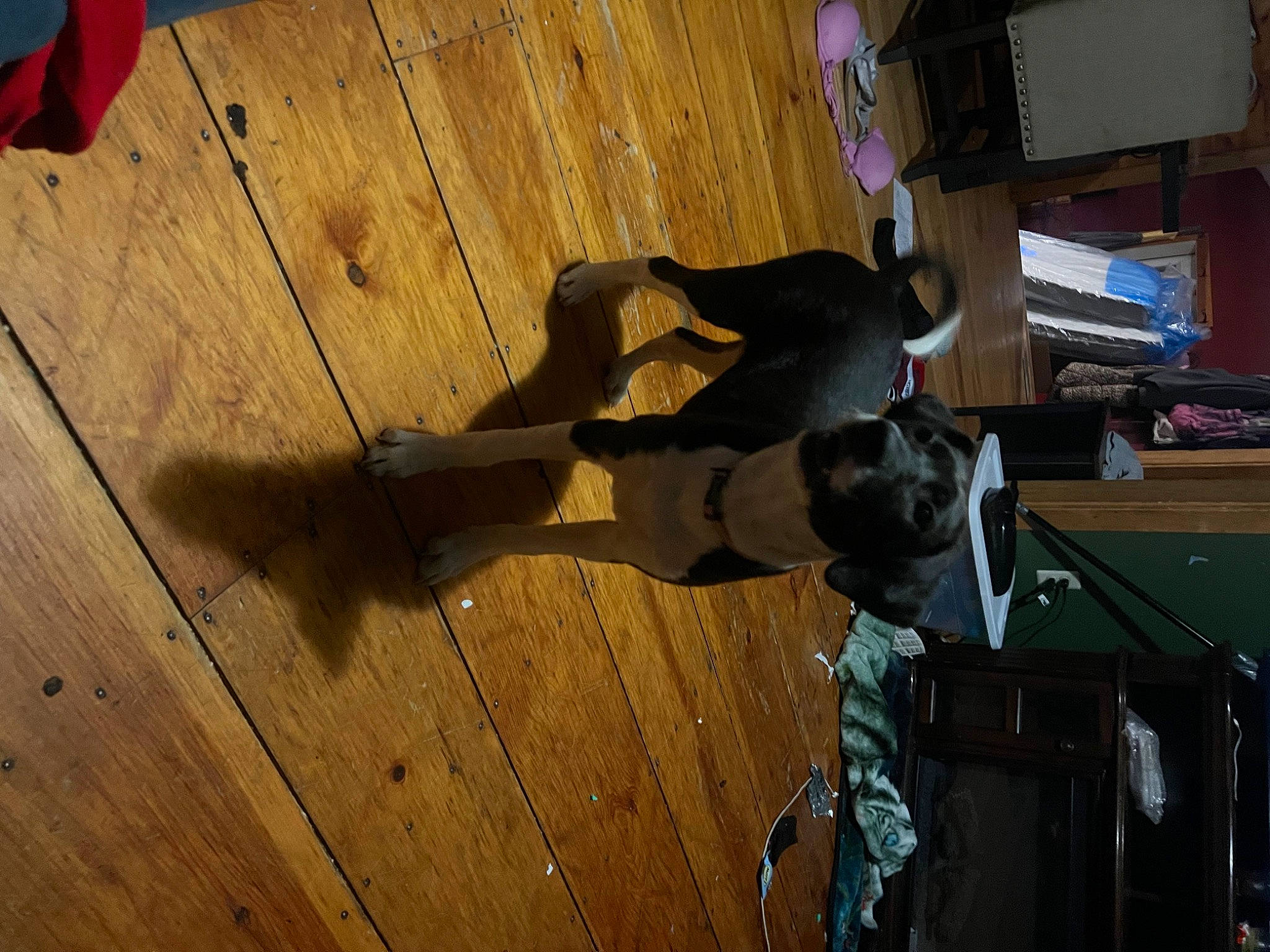 Fiona is registered to the contest to win money with this photo: adventure, bag, flooring, hardwood, laminate_flooring, luggage_and_bags, lumber, machine, plank, plywood, shadow, varnish, wood, wood_flooring, wood_stain