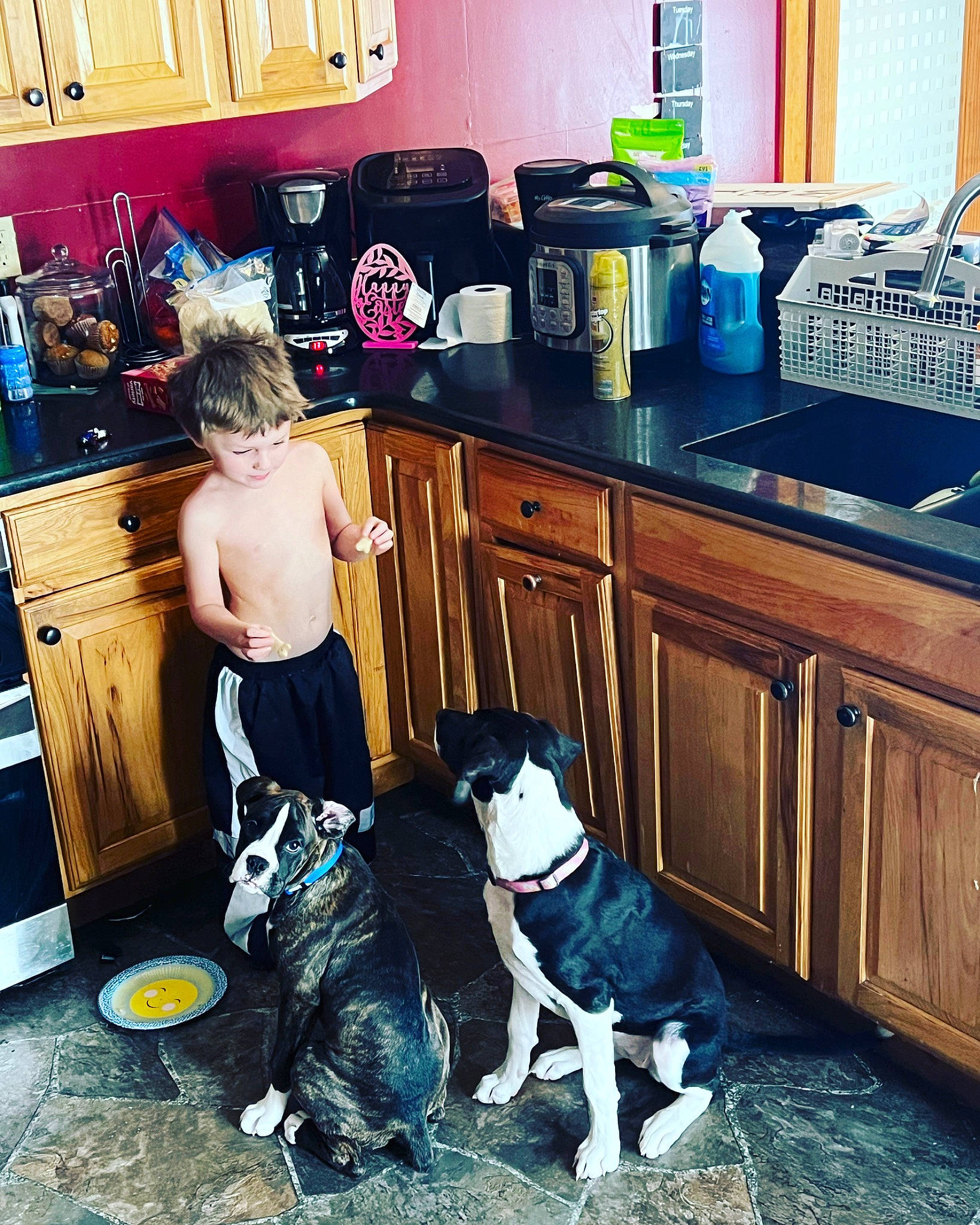 Fiona joined the competition — help win amazing prizes! cabinetry, carnivore, chest_of_drawers, companion_dog, cooktop, countertop, dog, dog_breed, drawer, floor, flooring, hardwood, home_appliance, homemaker, kitchen, kitchen_appliance, kitchen_stove, major_appliance, room, wood