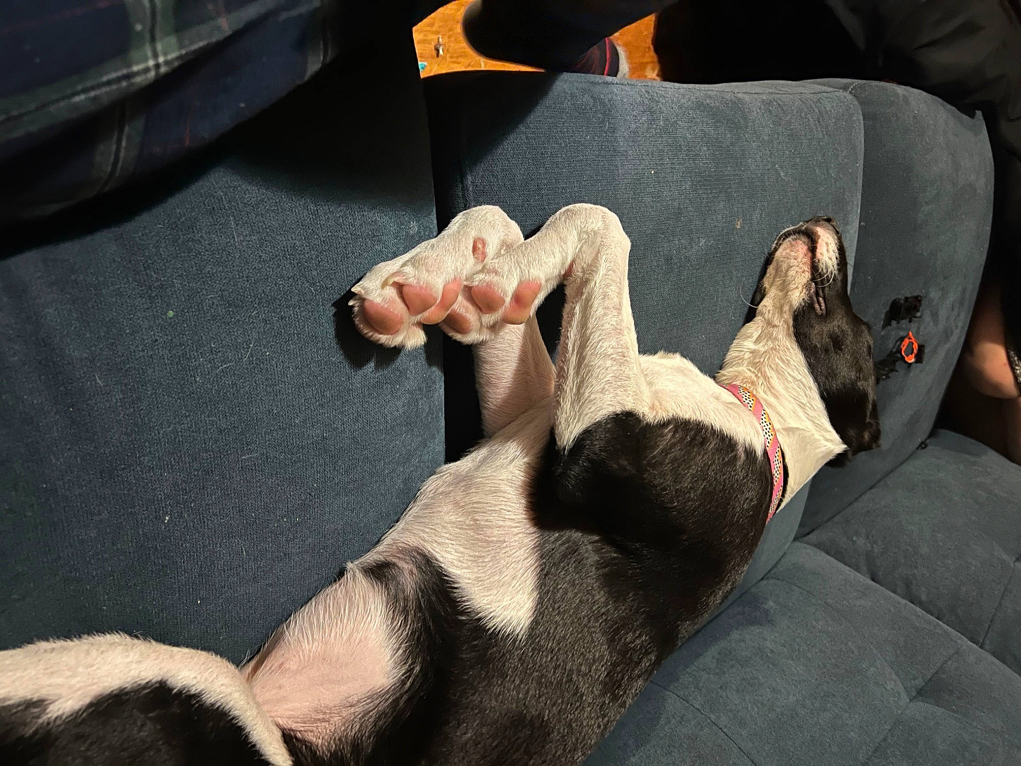 Fiona joined the competition — help win amazing prizes! arm, auto_part, carnivore, comfort, companion_dog, dog, dog_breed, finger, foot, fur, gesture, human_body, human_leg, knee, lap, leg, linens, nail, thigh, wrist