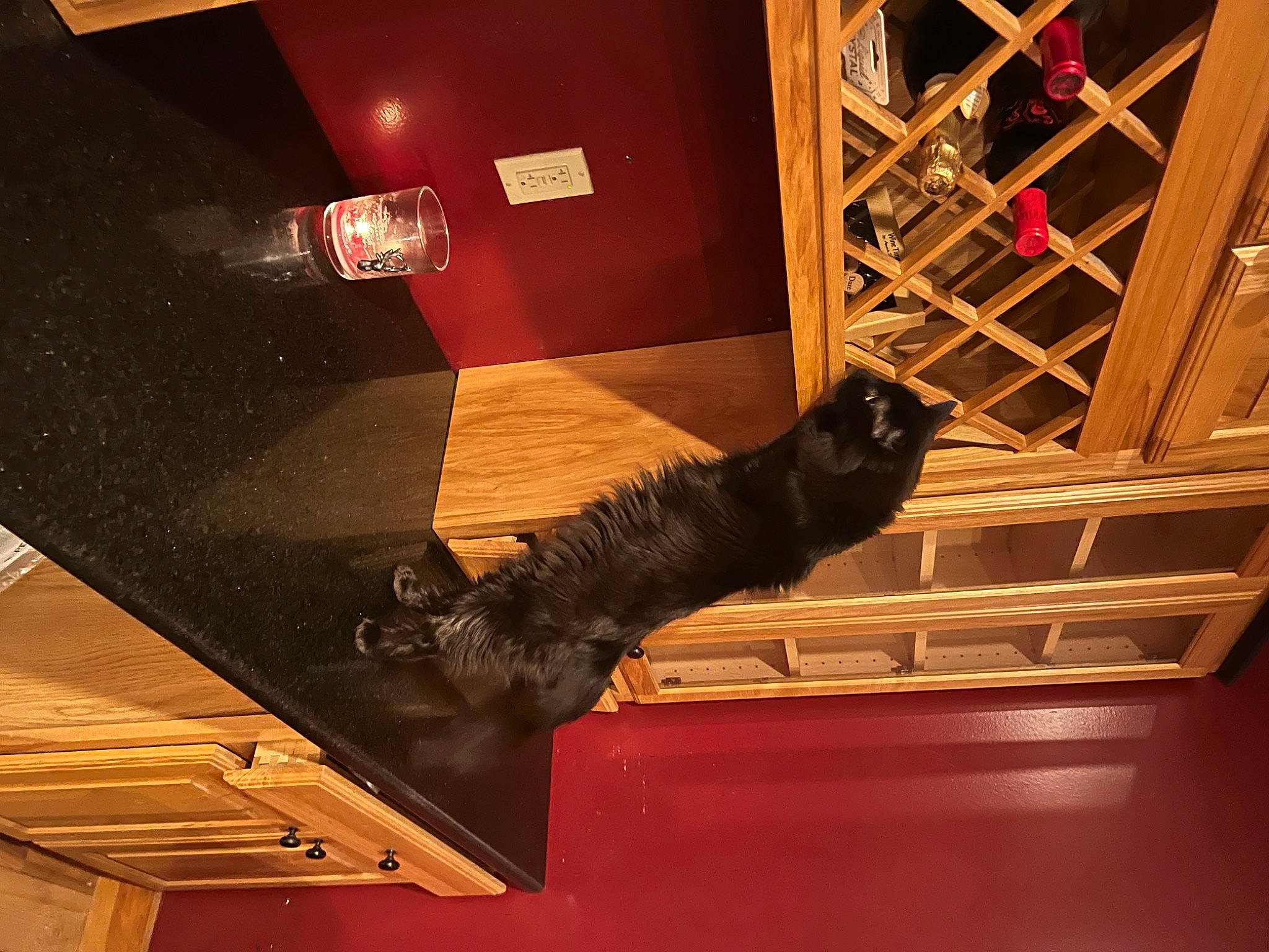 Bubbles joined the competition — help win amazing prizes! brown, carmine, ceiling, felidae, floor, flooring, fur, handrail, hardwood, heat, human_leg, metal, room, shadow, stairs, tail, tints_and_shades, wood, wood_stain
