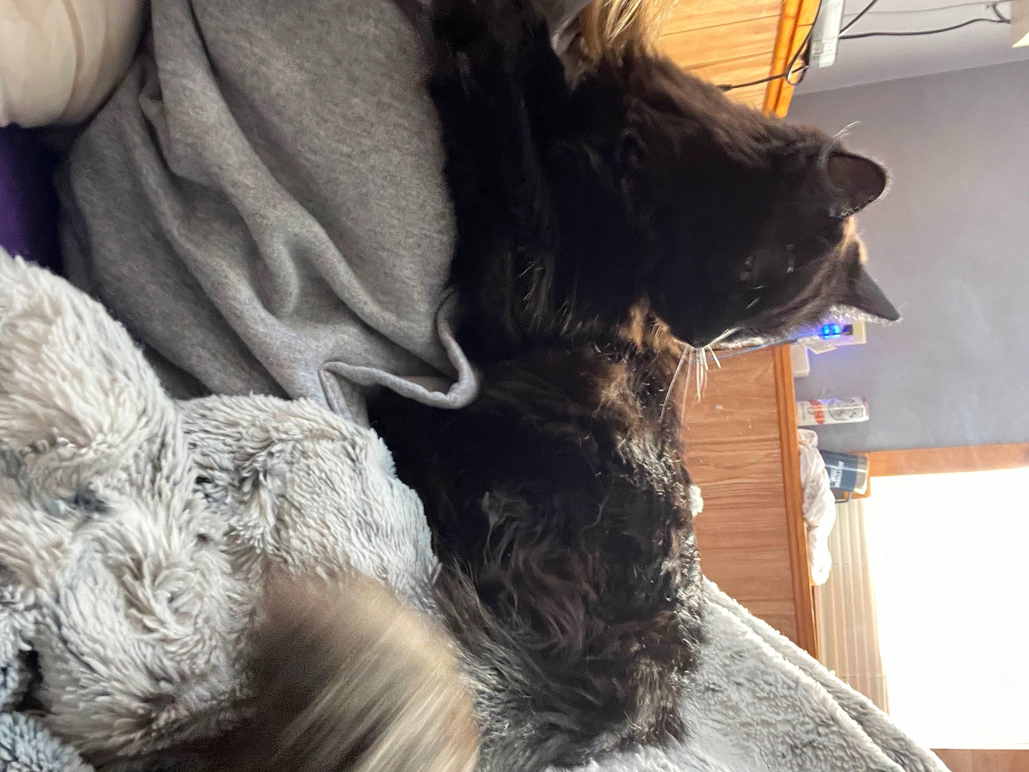 Bubbles joined the competition — help win amazing prizes! black_cat, canidae, carnivore, claw, companion_dog, dog, dog_breed, domestic_short_haired_cat, ear, felidae, fur, gesture, paw, schnauzer, small_to_medium_sized_cats, snout, tail, terrier, whiskers, working_animal