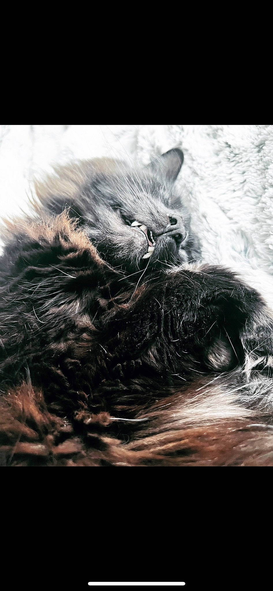 Bubbles joined the competition — help win amazing prizes! carnivore, cat, claw, cloud, darkness, felidae, fur, monochrome, monochrome_photography, paw, sky, small_to_medium_sized_cats, snout, sporting_group, stock_photography, tail, terrestrial_animal, whiskers, wildlife, wind_wave