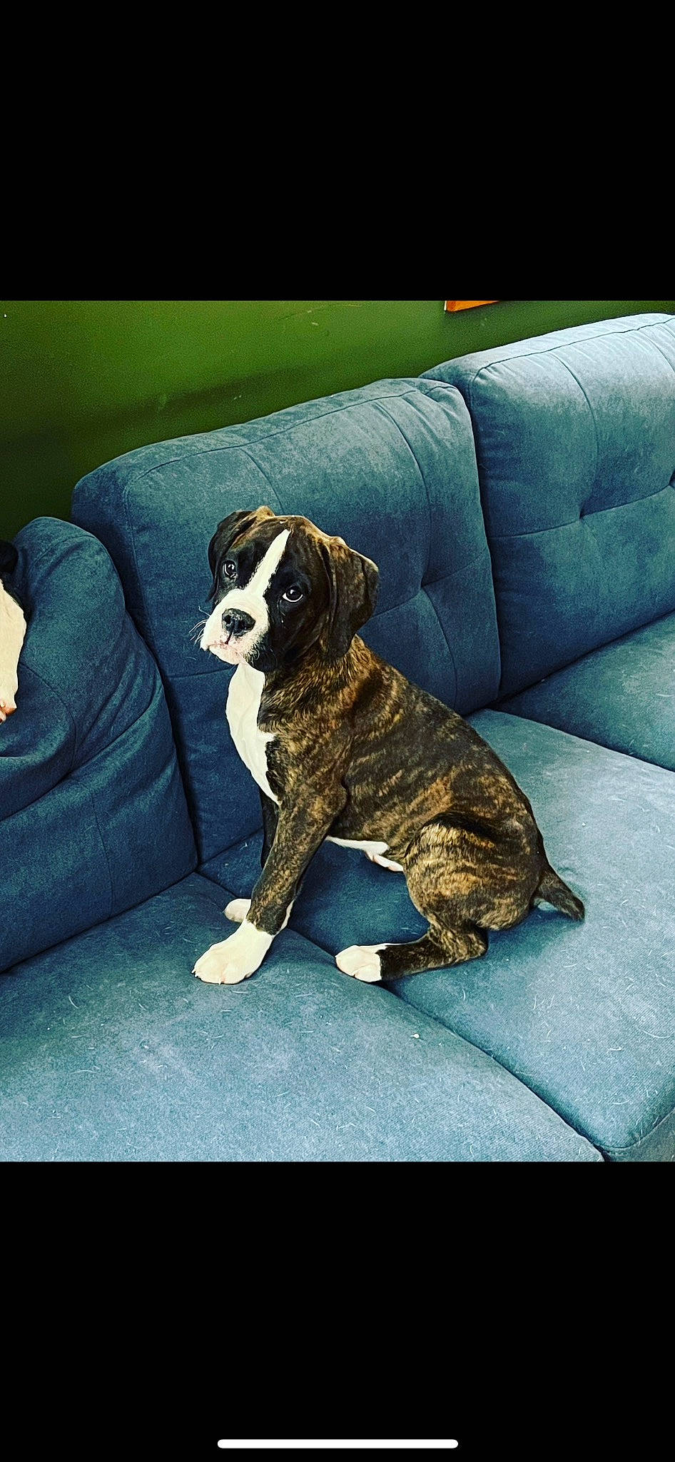 Storm joined the competition — help win amazing prizes! bored, bulldog, carnivore, comfort, companion_dog, couch, dog, dog_breed, fawn, paw, puppy, rectangle, sitting, sofa_bed, sporting_group, studio_couch, tail, terrestrial_animal, toy_dog, working_animal