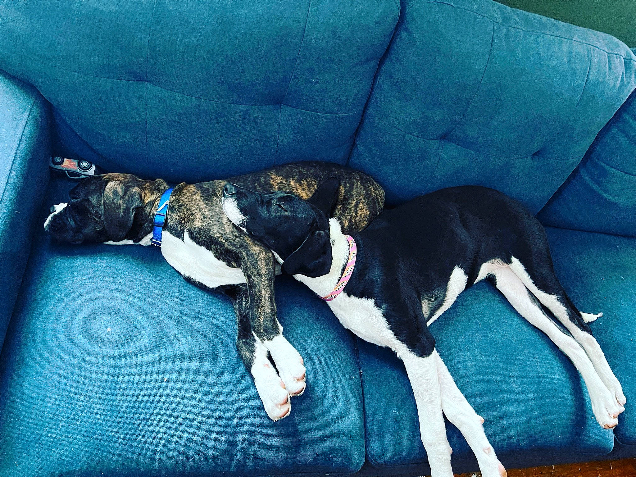 Storm is registered to the contest to win money with this photo: blue, canidae, carnivore, collar, comfort, companion_dog, couch, dog, dog_breed, dog_supply, electric_blue, grey, linens, non_sporting_group, sporting_group, tail, working_animal