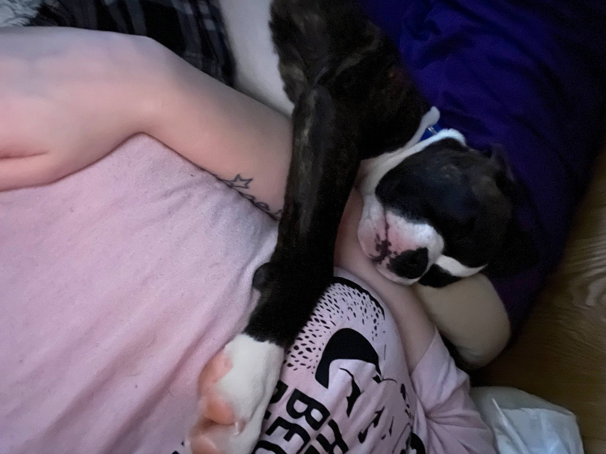 Storm is registered to the contest to win money with this photo: boston_terrier, canidae, carnivore, comfort, companion_dog, dog, dog_breed, elbow, fawn, felidae, fur, gesture, human_leg, nap, paw, small_to_medium_sized_cats, sporting_group, tail, thigh, whiskers