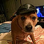 animal, bed, bedspread, blanket, brown_dog, canine, closeup, cozy, dog, domestic, face, furniture, hat, indoor, living_room, person_on_tv, pet, portrait, room, television