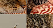 Mia a rejoint le concours — aidez-le/la à gagner de superbes lots ! cat, tabby, feline, pet, animal, golden_eyes, striped_fur, whiskers, ears, close_up, portrait, collage, lounging, sitting, bed, blanket, orange_and_white, indoor, home, photography