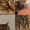 cat, tabby, feline, pet, animal, golden_eyes, striped_fur, whiskers, ears, close_up, portrait, collage, lounging, sitting, bed, blanket, orange_and_white, indoor, home, photography
