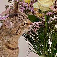 Mia a rejoint le concours — aidez-le/la à gagner de superbes lots ! cat, tabby_cat, animal, pet, portrait, profile, whiskers, ears, yellow_eyes, striped_fur, flowers, bouquet, rose, purple_flowers, cream_rose, vase, indoor, closeup, curious, floral_arrangement