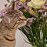 cat, tabby_cat, animal, pet, portrait, profile, whiskers, ears, yellow_eyes, striped_fur, flowers, bouquet, rose, purple_flowers, cream_rose, vase, indoor, closeup, curious, floral_arrangement