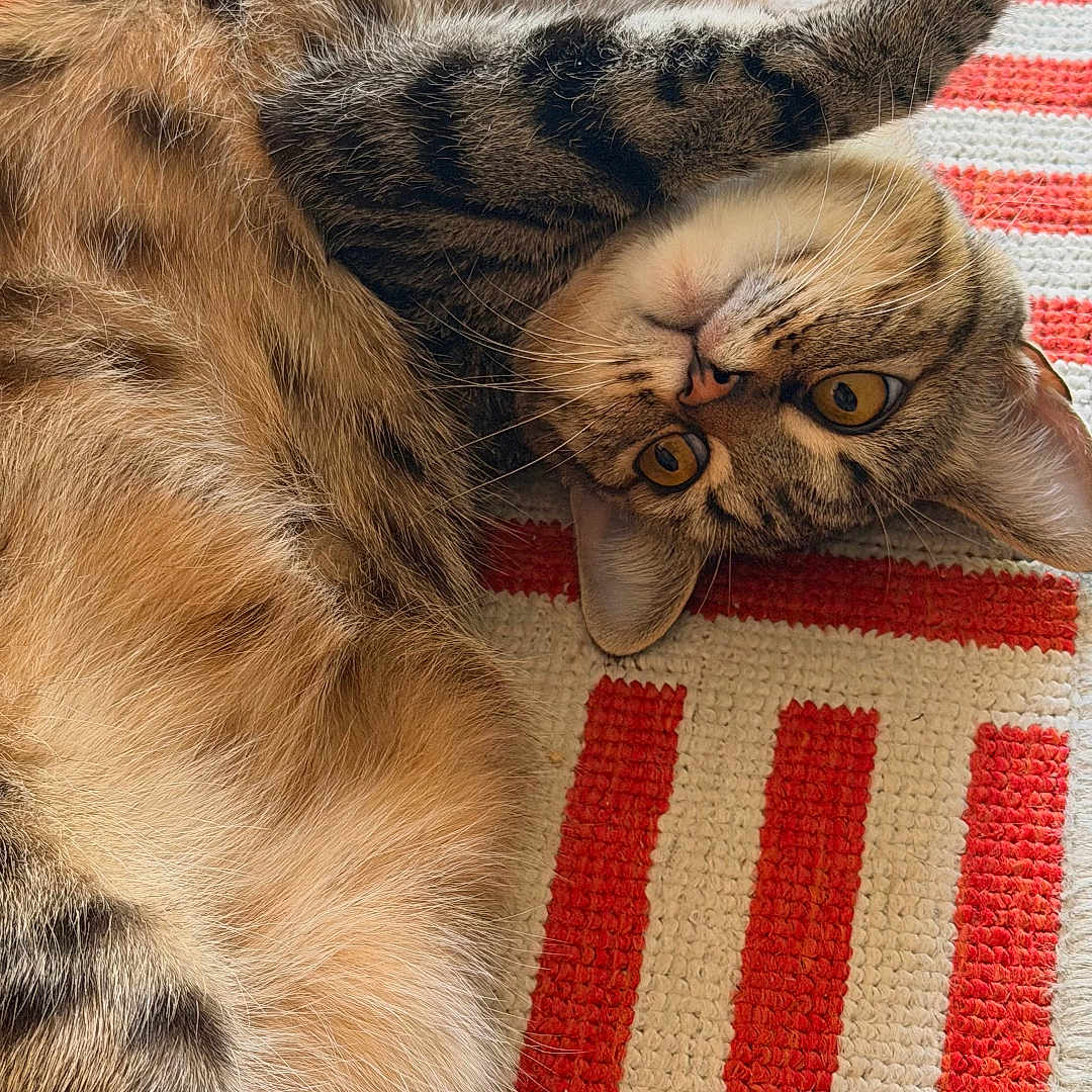 Mia