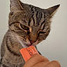 Mia participe au concours pour gagner de l'argent avec cette photo : cat, tabby_cat, feline, animal, pet, close_up, portrait, whiskers, ears, striped_fur, brown_fur, green_eyes, looking_down, licking, orange_card, human_hand, indoors, wall, photography, black_borders