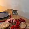 Mia a rejoint le concours — aidez-le/la à gagner de superbes lots ! cat, tabby_cat, animal, pet, face, eyes, ears, whiskers, indoor, dining_table, dinner, food, appetizer, crackers, tomatoes, olives, pistachios, deli_meat, plate, warm_lighting