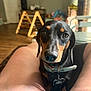 Kyle joined the competition — help win amazing prizes! animal, blurred_background, brown_floor, child, closeup, collar, cute, dachshund, dog, domestic, furniture, indoor, legs, living_room, looking_at_camera, natural_light, person, pet, shorts, tag