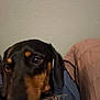 Kyle is registered to the contest to win money with this photo: animal, black, brown, close_up, collar, companion, cute, dog, domestic_animal, ears, fabric, face, fur, indoor, looking_away, pet, portrait, tan, texture, wall