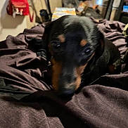 Kyle is registered to the contest to win money with this photo: animal, background, bed, black_dog, blanket, blurred, brown_dog, canine, clutter, dog, domestic, fur, furniture, indoor, pet, red_backpack, resting, room, small_dog, soft_texture