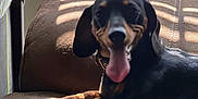 Kyle is registered to the contest to win money with this photo: animal, brown_couch, canine, collar, companion, couch, dachshund, dog, domestic_animal, fur, happy, indoor, paw, pet, relaxed, shadow, striped_shadows, sunlight, tongue_out, window_blinds
