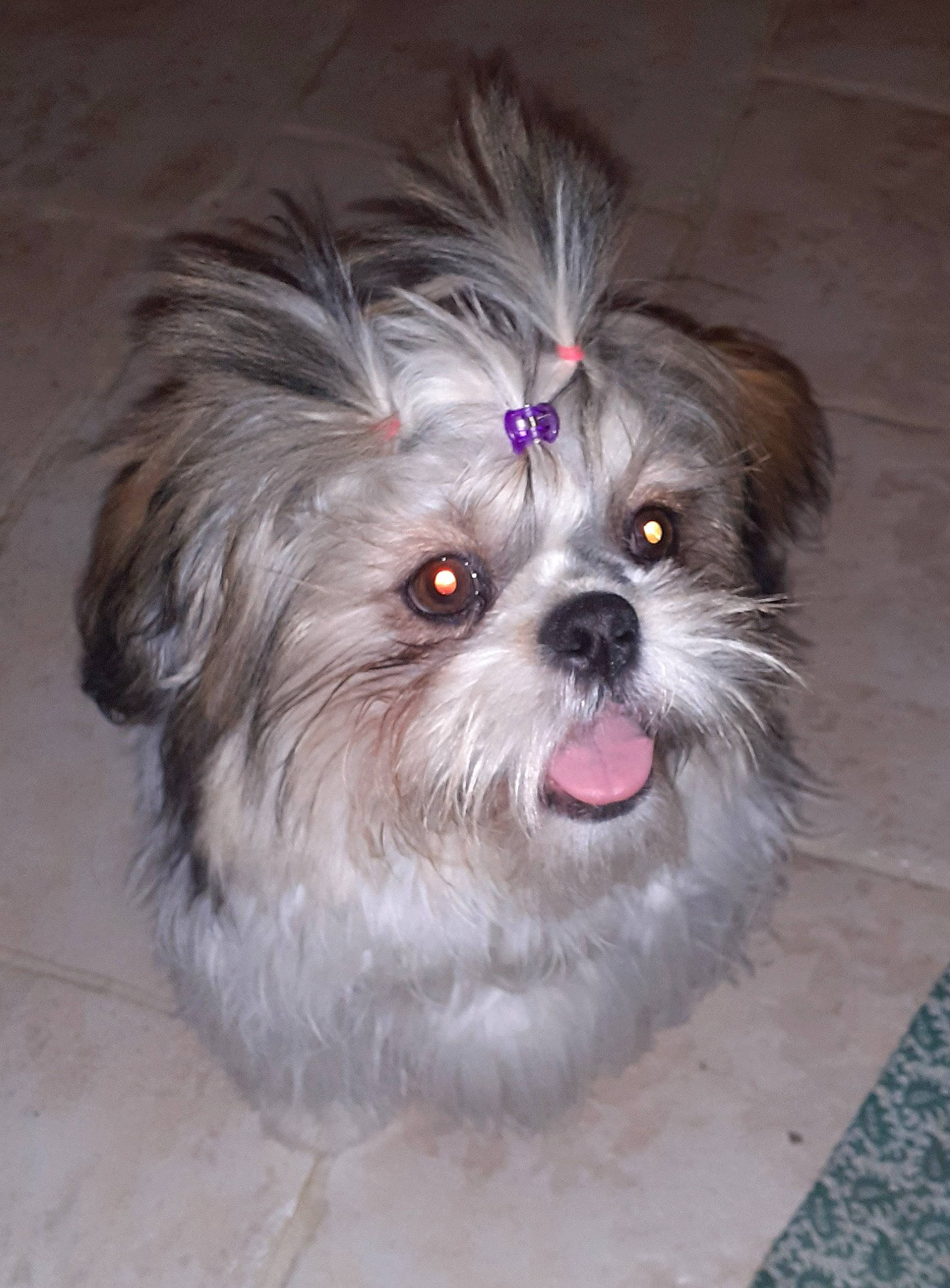 Rubis participe au concours pour gagner de l'argent avec cette photo : canidae, carnivore, companion_dog, dog, dog_breed, dog_supply, fawn, fur, liver, mal_shi, maltepoo, plant, shih_poo, shih_tzu, snout, sporting_group, terrestrial_animal, toy_dog, whiskers, working_animal