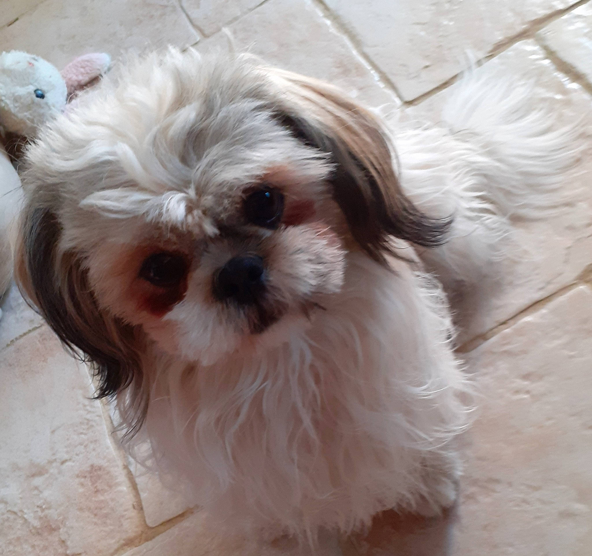 Rubis a rejoint le concours — aidez-le/la à gagner de superbes lots ! biewer_terrier, canidae, carnivore, companion_dog, dog, dog_breed, fawn, fur, liver, mal_shi, maltepoo, shih_poo, shih_tzu, small_terrier, snout, sporting_group, terrier, toy_dog, whiskers, working_animal