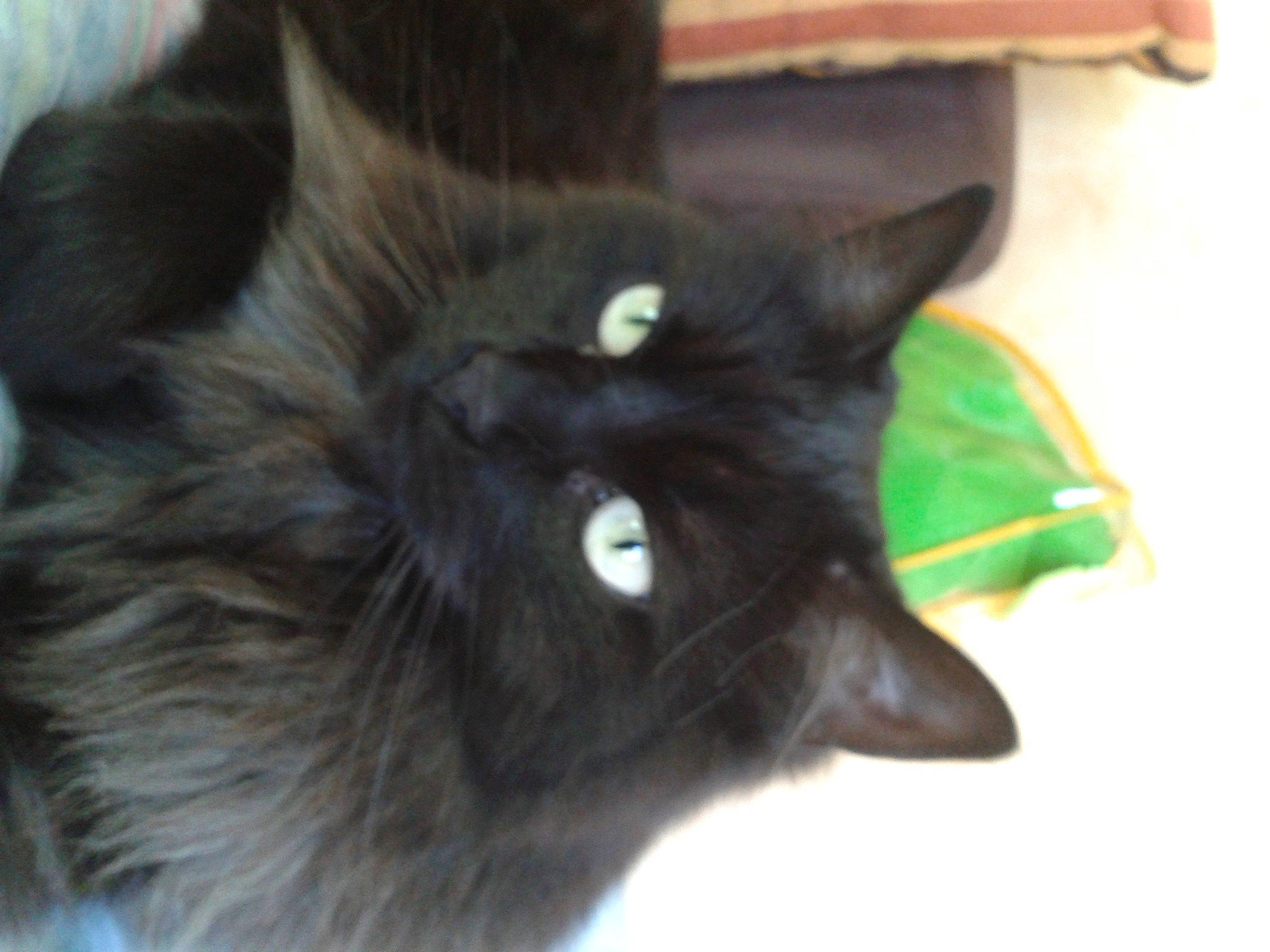 Frimousse participe au concours pour gagner de l'argent avec cette photo : black_cat, bombay, carnivore, cat, claw, domestic_short_haired_cat, felidae, fur, iris, plant, small_to_medium_sized_cats, snout, tail, terrestrial_animal, whiskers