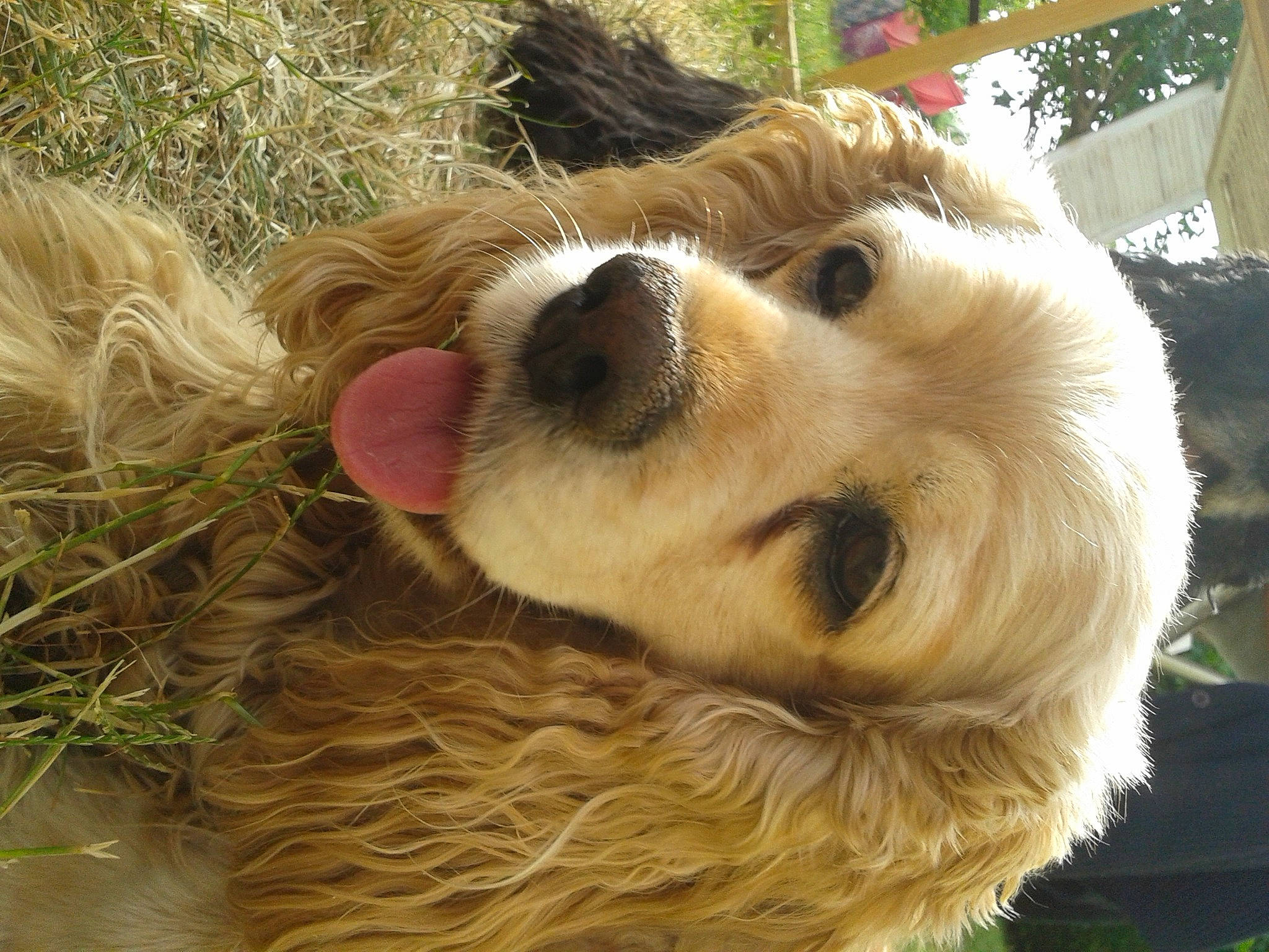 Darla a rejoint le concours — aidez-le/la à gagner de superbes lots ! canidae, carnivore, cavalier_king_charles_spaniel, cocker_spaniel, companion_dog, dog, dog_breed, dog_collar, fawn, fur, grass, liver, paw, pet_supply, snout, spaniel, sporting_group, toy_dog, whiskers, working_animal