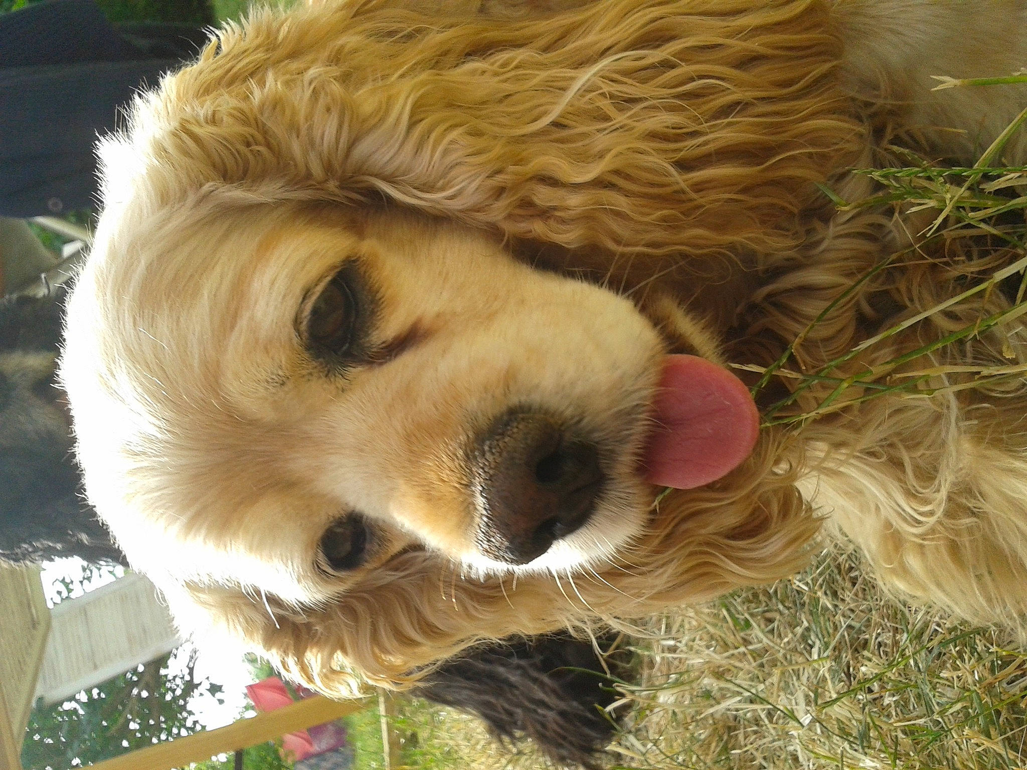 Darla a rejoint le concours — aidez-le/la à gagner de superbes lots ! canidae, carnivore, companion_dog, dog, dog_breed, fawn, fur, golden_retriever, grass, gun_dog, labrador_retriever, mammal, plant, retriever, snout, sporting_group, terrestrial_animal, tree, whiskers, wildlife