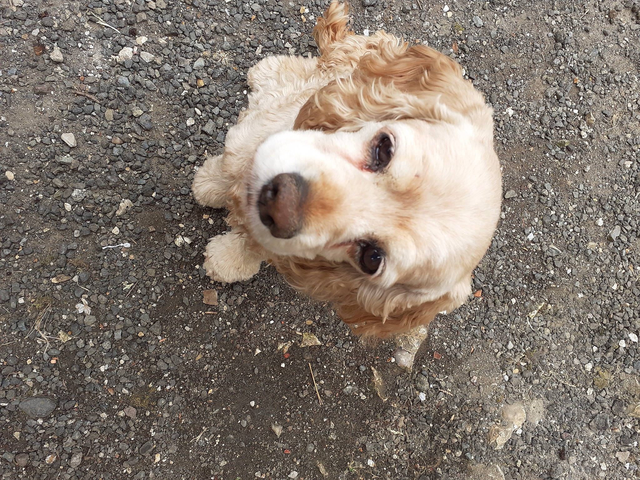 Darla participe au concours pour gagner de l'argent avec cette photo : asphalt, canidae, carnivore, cocker_spaniel, companion_dog, dog, dog_breed, dog_collar, eye, fawn, fur, poodle, retriever, road_surface, soil, sporting_group, terrestrial_animal, toy_dog, whiskers, working_animal