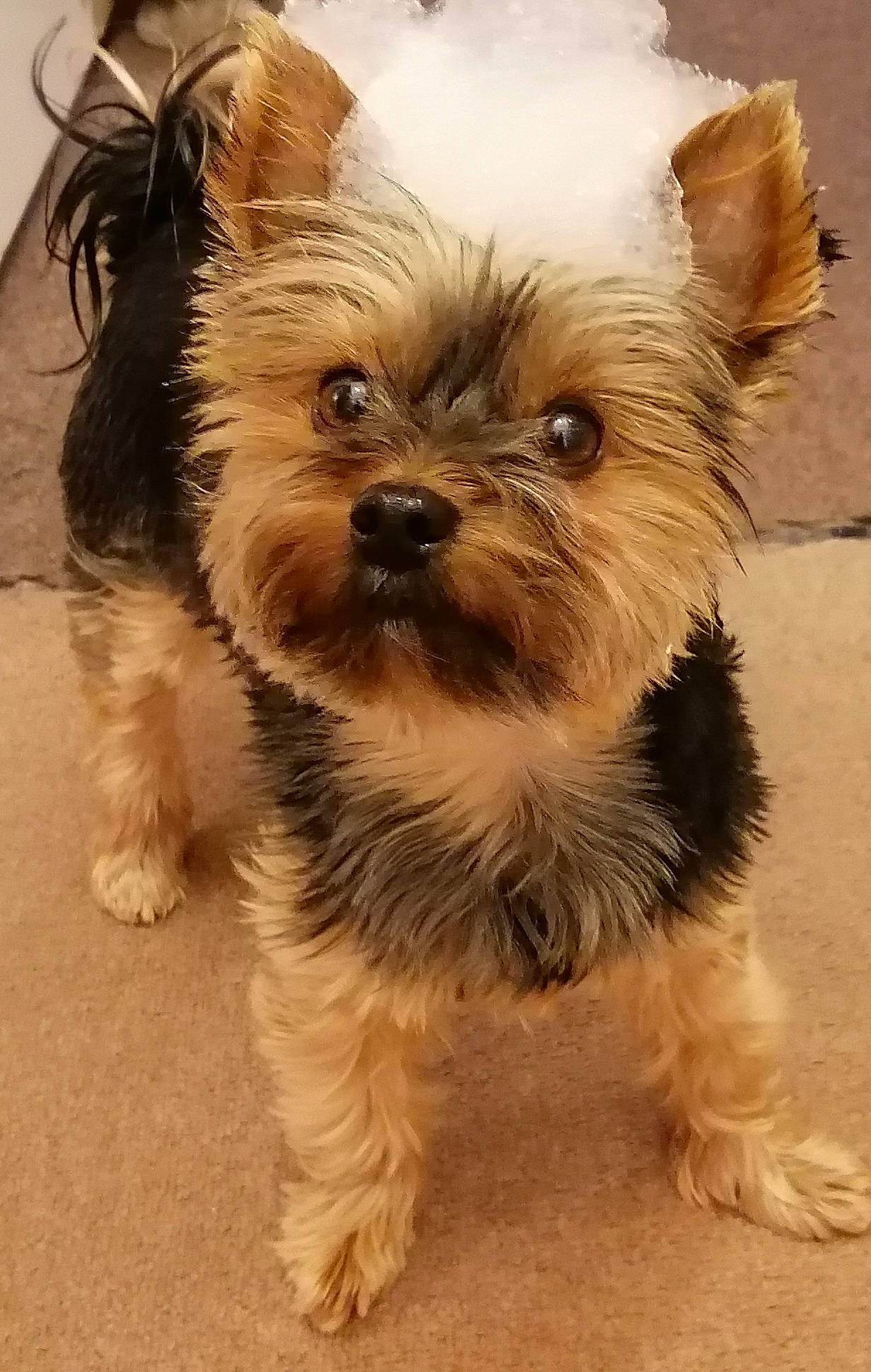 Sammy joined the competition — help win amazing prizes! biewer_terrier, canidae, carnivore, companion_dog, dog, dog_breed, event, fawn, fur, liver, puppy, small_terrier, snout, sporting_group, terrestrial_animal, toy_dog, whiskers, working_animal, yorkipoo, yorkshire_terrier