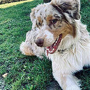 Naïko participe au concours pour gagner de l'argent avec cette photo : dog, outdoor, grass, happy, canine, pet, nature, fur, animal, playful, lawn, garden, smiling, brown, white, ears, tongue, collar, closeup, daylight