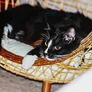 Felix joined the competition — help win amazing prizes! cat, tuxedo_cat, basket, wicker, pet, feline, yellow_eyes, whiskers, paw, cushion, indoor, cozy, sleepy, portrait, close_up, furniture, home, resting, black_and_white, nap