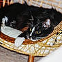 cat, tuxedo_cat, basket, wicker, pet, feline, yellow_eyes, whiskers, paw, cushion, indoor, cozy, sleepy, portrait, close_up, furniture, home, resting, black_and_white, nap