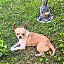 Luffy a rejoint le concours — aidez-le/la à gagner de superbes lots ! dog, chihuahua, grass, outdoor, statue, buddha, candle, pet, animal, small_dog, relaxing, nature, greenery, leaf, sunlight, daytime, laying_down, cute, quiet, peaceful
