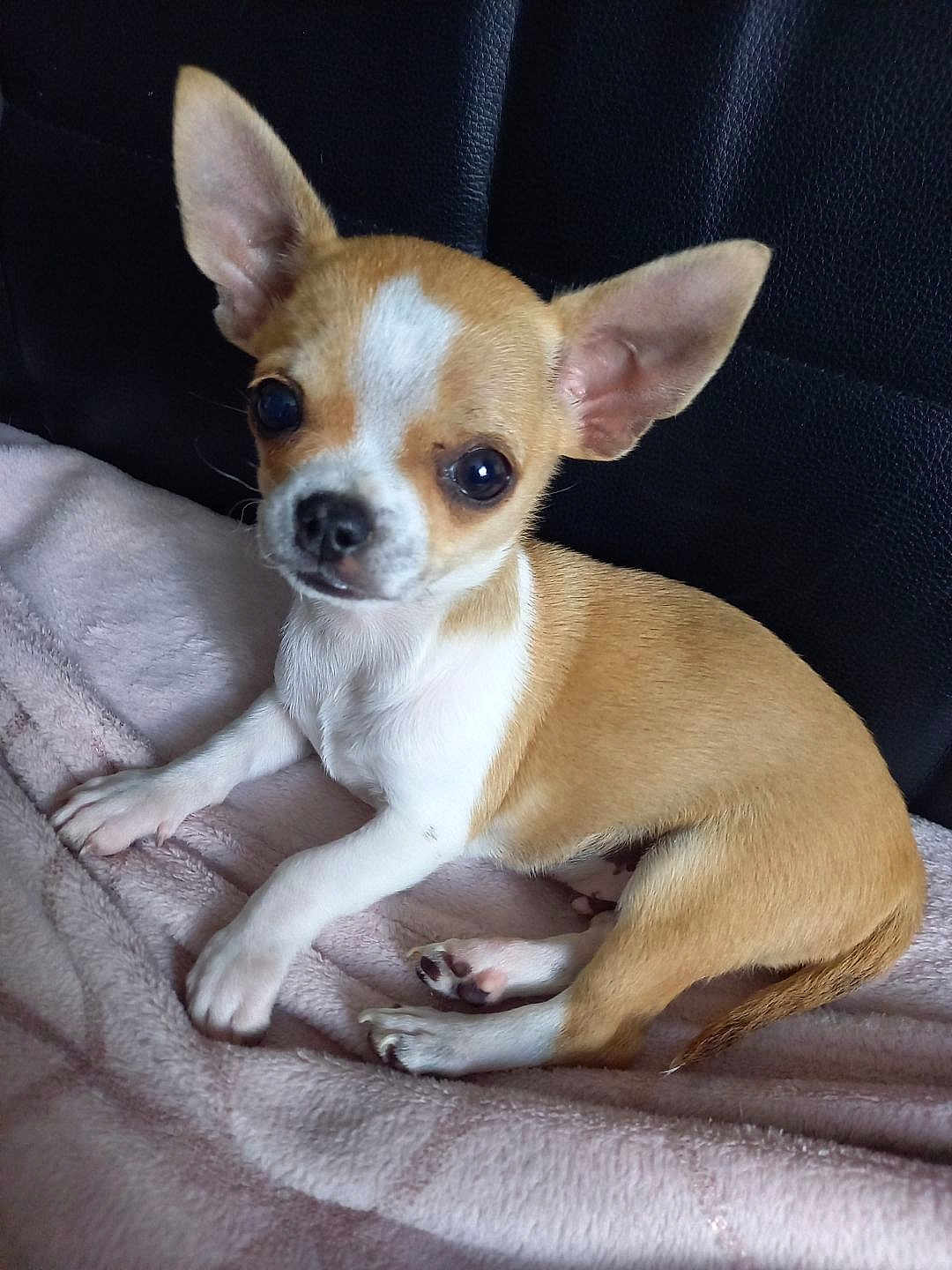 Luffy participe au concours pour gagner de l'argent avec cette photo : chihuahua, puppy, dog, small_dog, pet, animal, cute, ears, fur, blanket, resting, indoor, closeup, face, paw, brown_and_white, canine, young, alert, companion