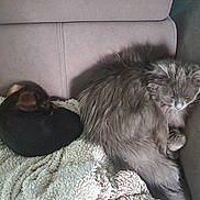 Biscotte participe au concours pour gagner de l'argent avec cette photo : cat, dog, couch, blanket, resting, sleeping, cozy, pet, fur, gray_cat, small_dog, indoor, relaxing, animal, companion, soft, texture, peaceful, home, nap