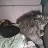 cat, dog, couch, blanket, resting, sleeping, cozy, pet, fur, gray_cat, small_dog, indoor, relaxing, animal, companion, soft, texture, peaceful, home, nap