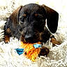 Biscotte a rejoint le concours — aidez-le/la à gagner de superbes lots ! puppy, dog, toy, fluffy_rug, cute, pet, animal, black_and_brown, small, indoor, closeup, playing, fur, mammal, looking, adorable, young, face, resting, soft