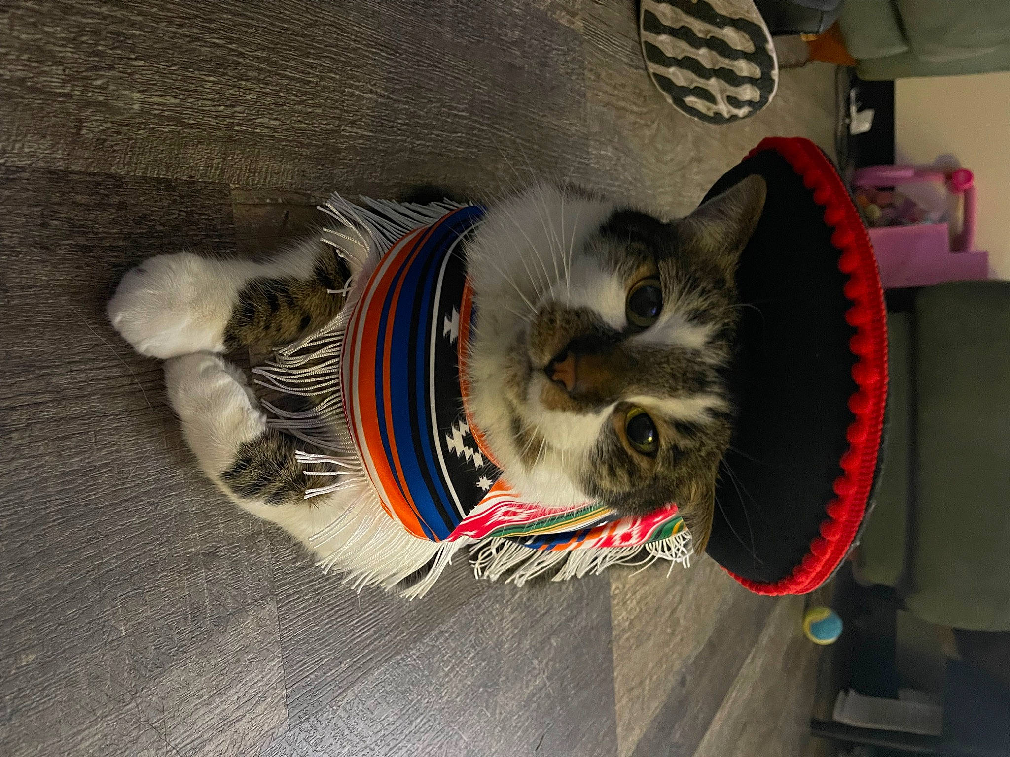 Spike joined the competition — help win amazing prizes! auto_part, automotive_tire, automotive_wheel_system, carnivore, cat, cat_toy, collar, domestic_short_haired_cat, felidae, fur, grey, paw, rim, small_to_medium_sized_cats, tail, tire, vehicle, wheel, whiskers