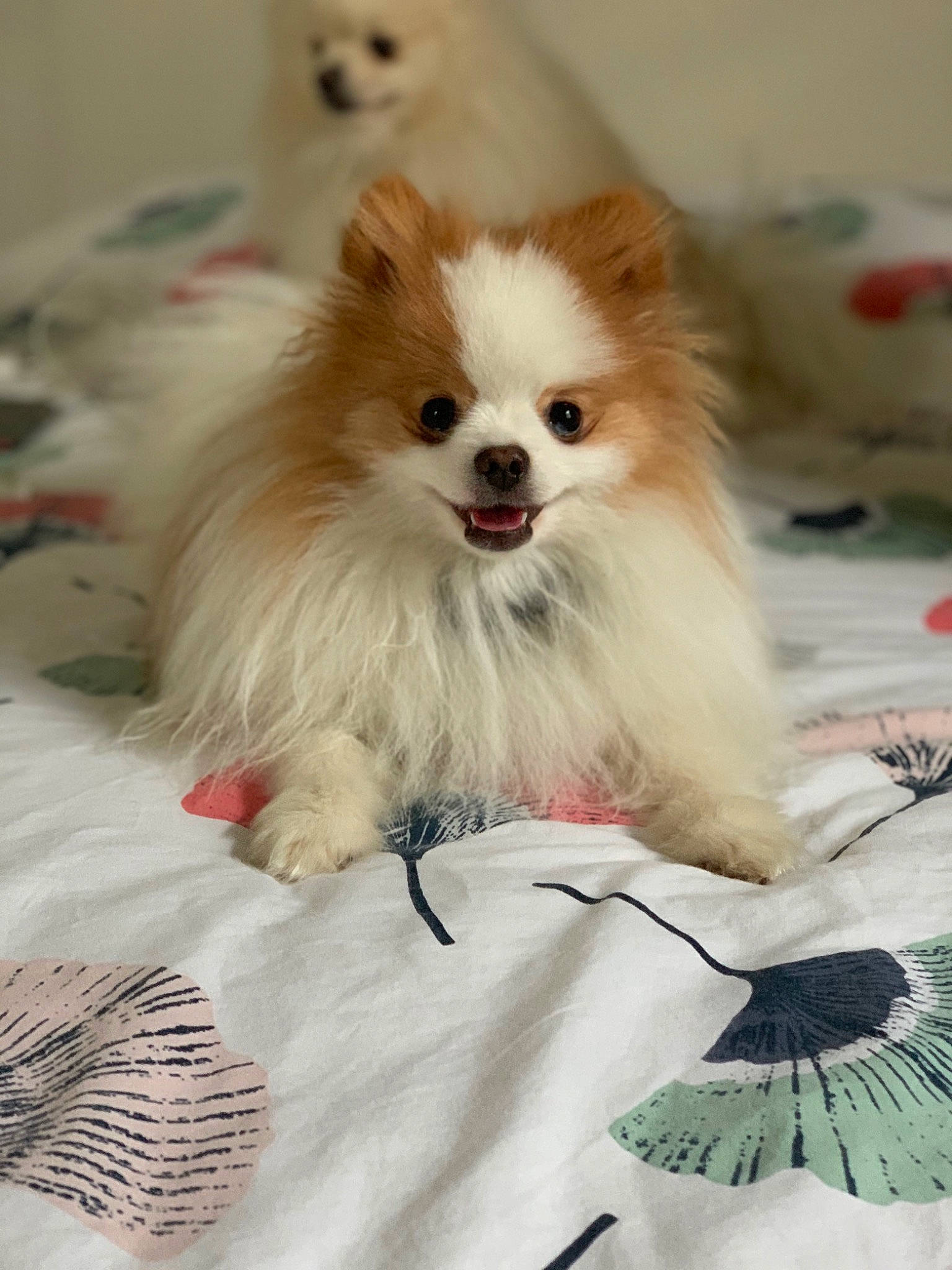 Mowgly a rejoint le concours — aidez-le/la à gagner de superbes lots ! canidae, carnivore, companion_dog, dog, dog_breed, dog_supply, fashion_accessory, fawn, fur, german_spitz, german_spitz_klein, hair, pomeranian, snout, spitz, sporting_group, toy_dog, whiskers, white, working_animal