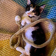 Sadie Mae joined the competition — help win amazing prizes! kitten, calico, cat, rope, playing, cute, pet, animal, lying, texture, blanket, colorful, fur, whiskers, paws, indoor, cozy, small, young, mischievous