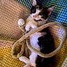kitten, calico, cat, rope, playing, cute, pet, animal, lying, texture, blanket, colorful, fur, whiskers, paws, indoor, cozy, small, young, mischievous