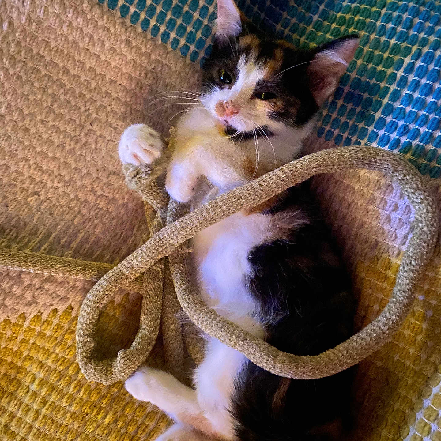 Sadie Mae joined the competition — help win amazing prizes! kitten, calico, cat, rope, playing, cute, pet, animal, lying, texture, blanket, colorful, fur, whiskers, paws, indoor, cozy, small, young, mischievous