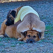 Luna And Gunner is registered to the contest to win money with this photo: animal, canine, close_up, dog, dogs, ears, expression, funny_pose, fur, grass, head, laying_down, outdoor, pet, pile, playful, resting, rocks, two_animals, yellow_shirt
