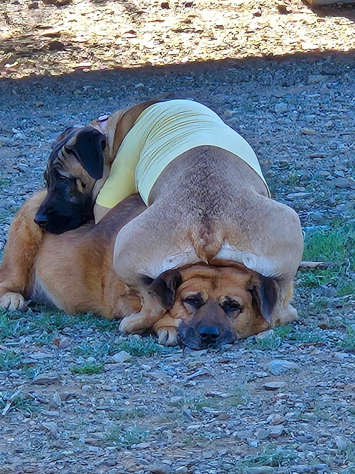 Luna And Gunner is registered to the contest to win money with this photo: animal, canine, close_up, dog, dogs, ears, expression, funny_pose, fur, grass, head, laying_down, outdoor, pet, pile, playful, resting, rocks, two_animals, yellow_shirt