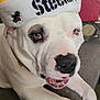 Odin is registered to the contest to win money with this photo: animal, black_patch, canine, closeup, couch, dog, domestic_animal, expression, face, festive, fur, holiday_hat, indoors, mouth_open, paws, pet, relaxed, seated, steeler_hat, white_dog