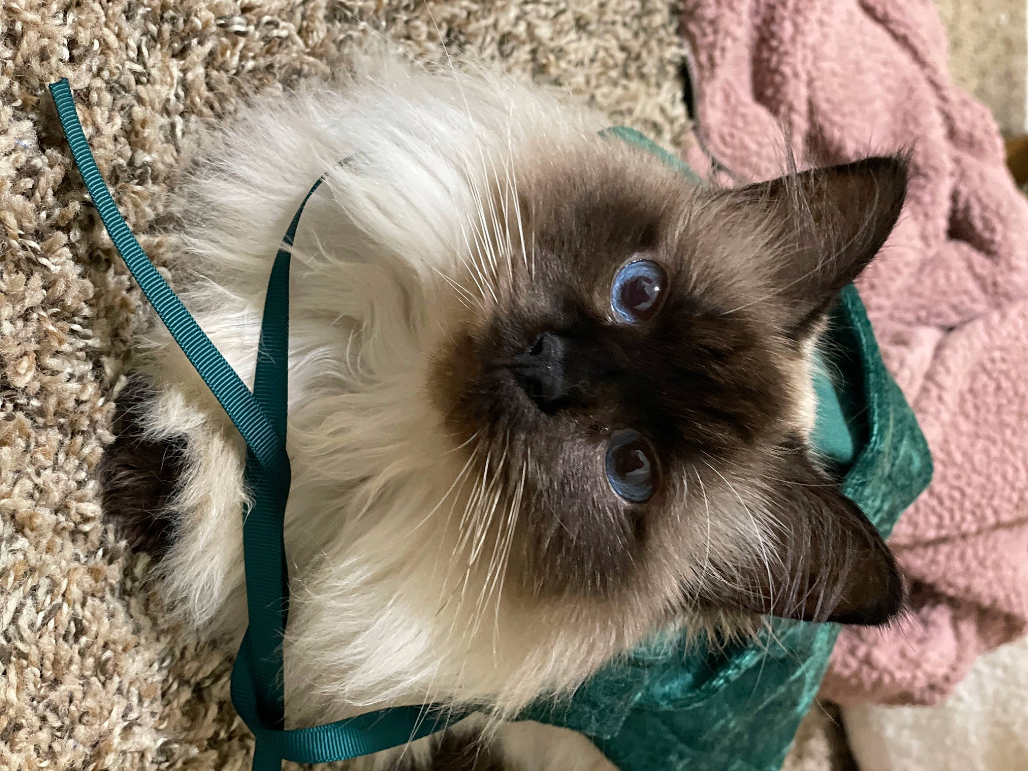 Binna joined the competition — help win amazing prizes! balinese, birman, carnivore, cat, electric_blue, fawn, felidae, fur, natural_material, siamese, small_to_medium_sized_cats, snout, terrestrial_animal, thai, tonkinese, tree, whiskers, wildlife, working_animal