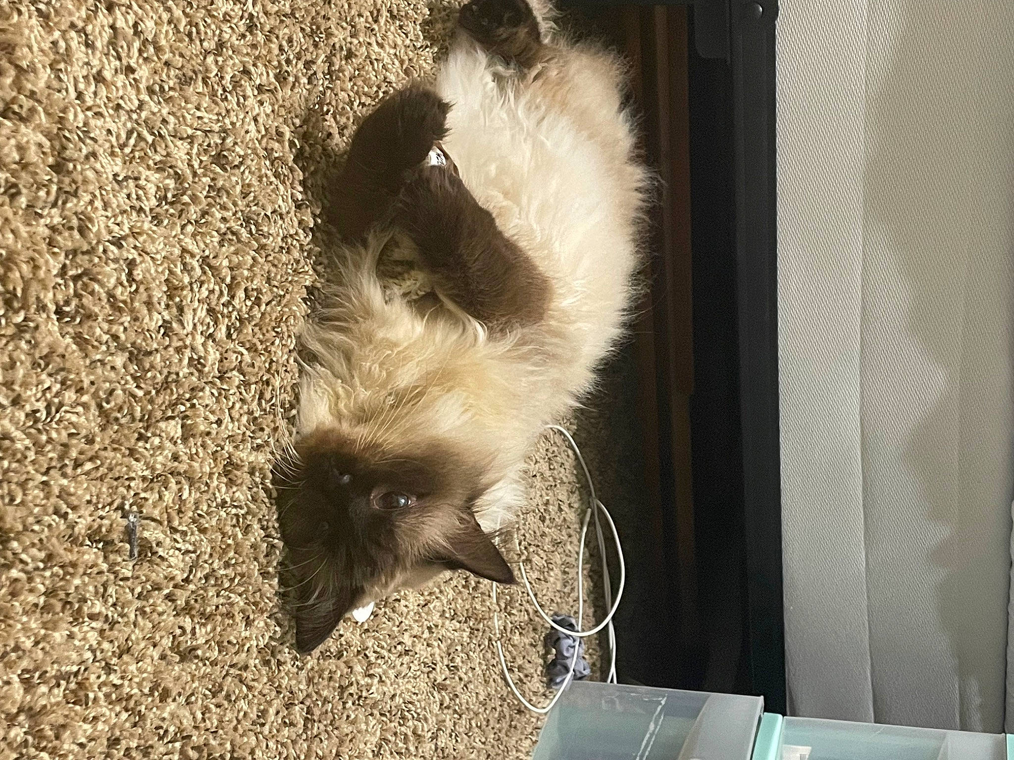 Binna joined the competition — help win amazing prizes! canidae, carnivore, cat, claw, felidae, foot, fur, monochrome, monochrome_photography, paw, shadow, small_to_medium_sized_cats, snout, tail, terrestrial_animal, tints_and_shades, whiskers, wildlife, window