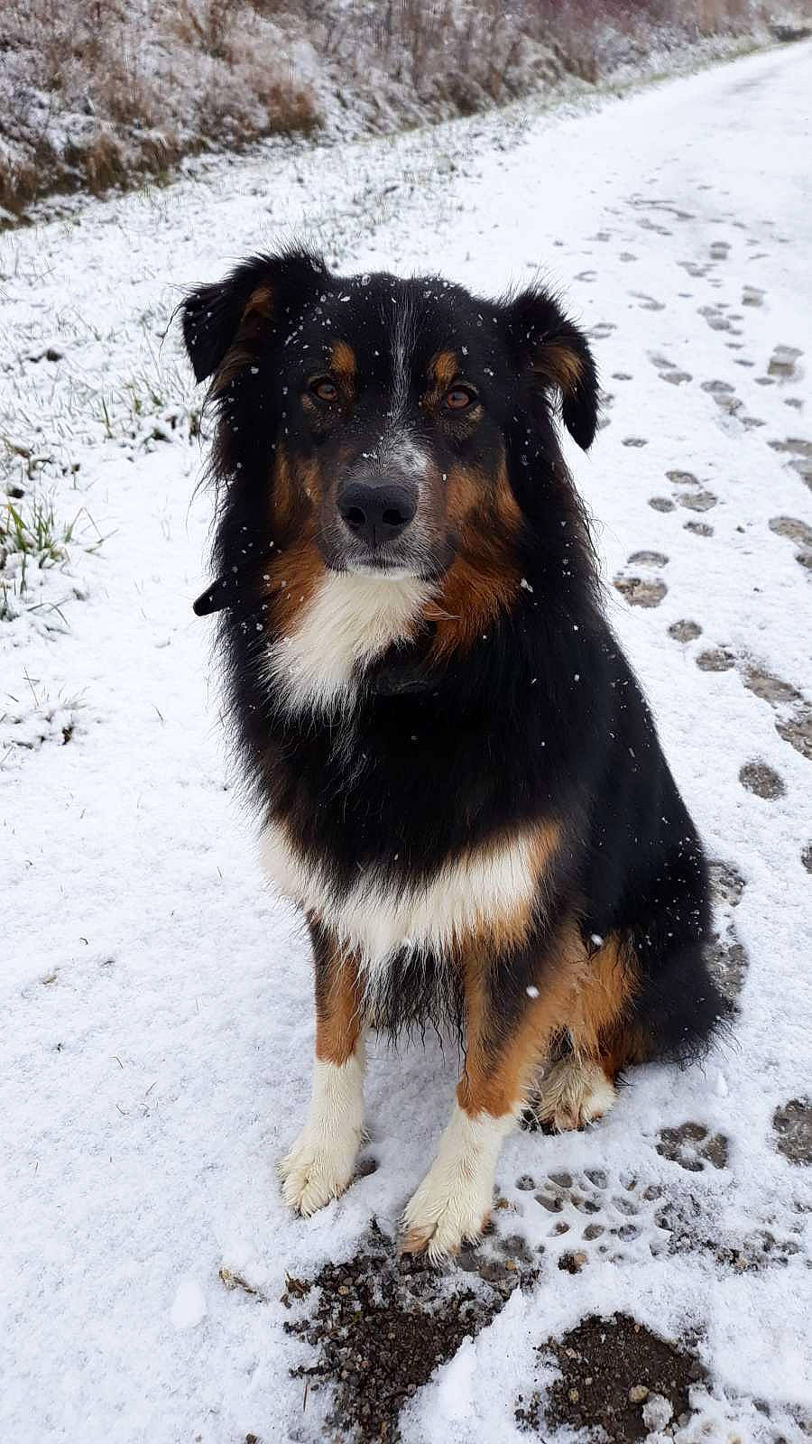 Opale a rejoint le concours — aidez-le/la à gagner de superbes lots ! canidae, carnivore, companion_dog, dog, dog_breed, freezing, fur, herding_dog, paw, puppy, snout, snow, sporting_group, tail, terrestrial_animal, terrier, whiskers, winter, working_animal, working_dog