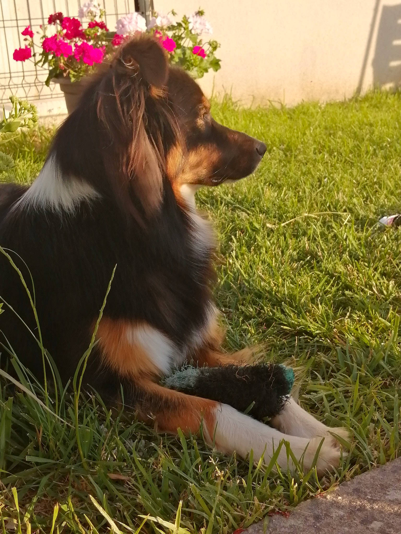 Opale participe au concours pour gagner de l'argent avec cette photo : canidae, carnivore, collie, companion_dog, dog, dog_breed, fashion_accessory, fawn, flower, fur, grass, herding_dog, liver, plant, rough_collie, shetland_sheepdog, snout, whiskers, working_animal, working_dog