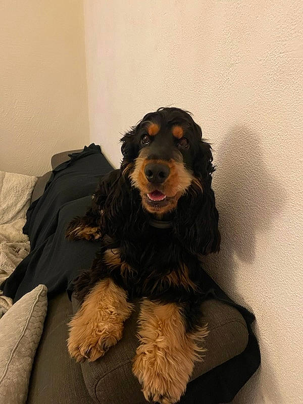 Uriel a rejoint le concours — aidez-le/la à gagner de superbes lots ! canidae, carnivore, cocker_spaniel, companion_dog, costume, dog, dog_breed, fang, fur, guard_dog, gun_dog, liver, murray_river_curly_coated_retriever, smile, snout, spaniel, sporting_group, water_dog, working_animal, working_dog